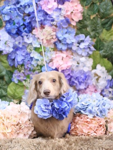 20250606ぺこちゃん